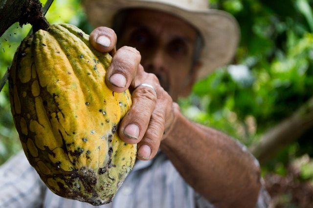Rauwe cacao